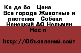 Ка де бо › Цена ­ 25 000 - Все города Животные и растения » Собаки   . Ненецкий АО,Нельмин Нос п.